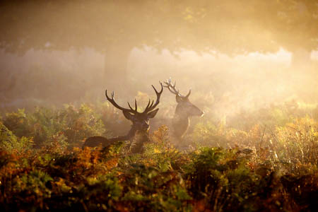 silhouette of 2 red deer stags in morning fog