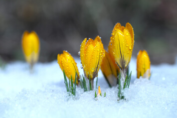 yellow crocus flowers breaking through snow