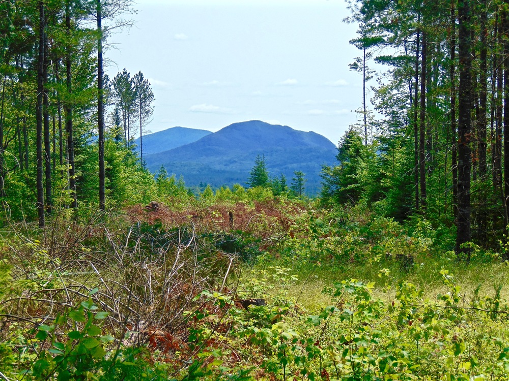 Adirondack Acreage Listings Adirondack Land for Sale