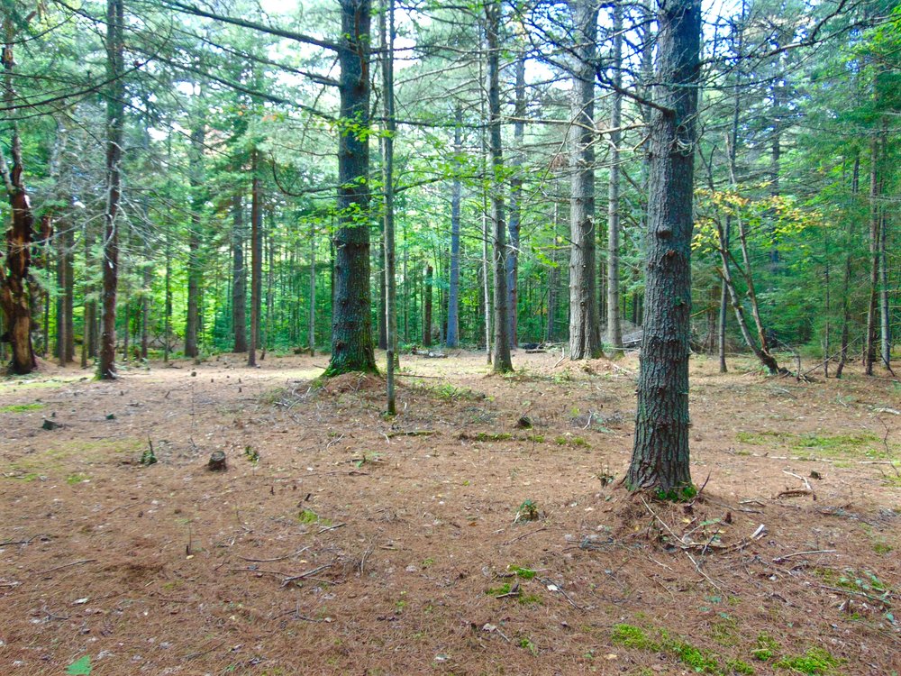 Adirondack Acreage Listings Adirondack Land for Sale