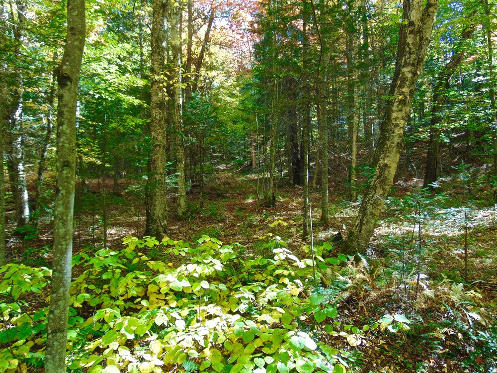 78 Acres of Prime Adirondack Land on Trout Stream Adirondack Mt Land