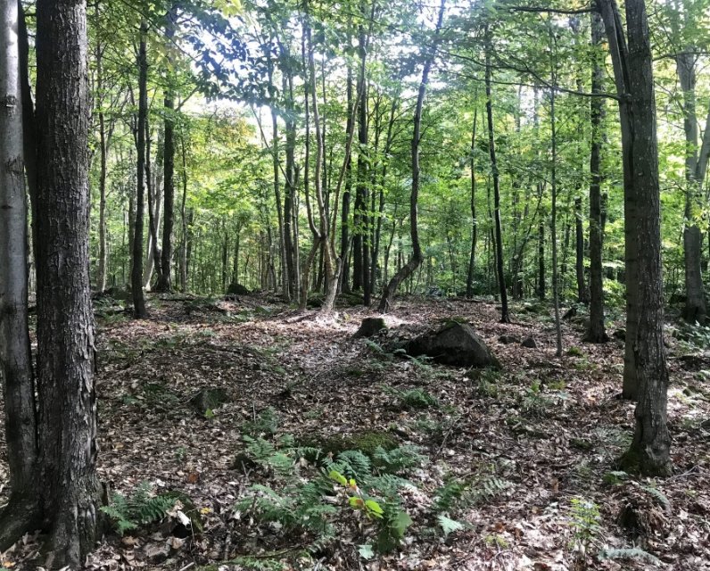 Adirondack Acreage Listings Adirondack Land for Sale