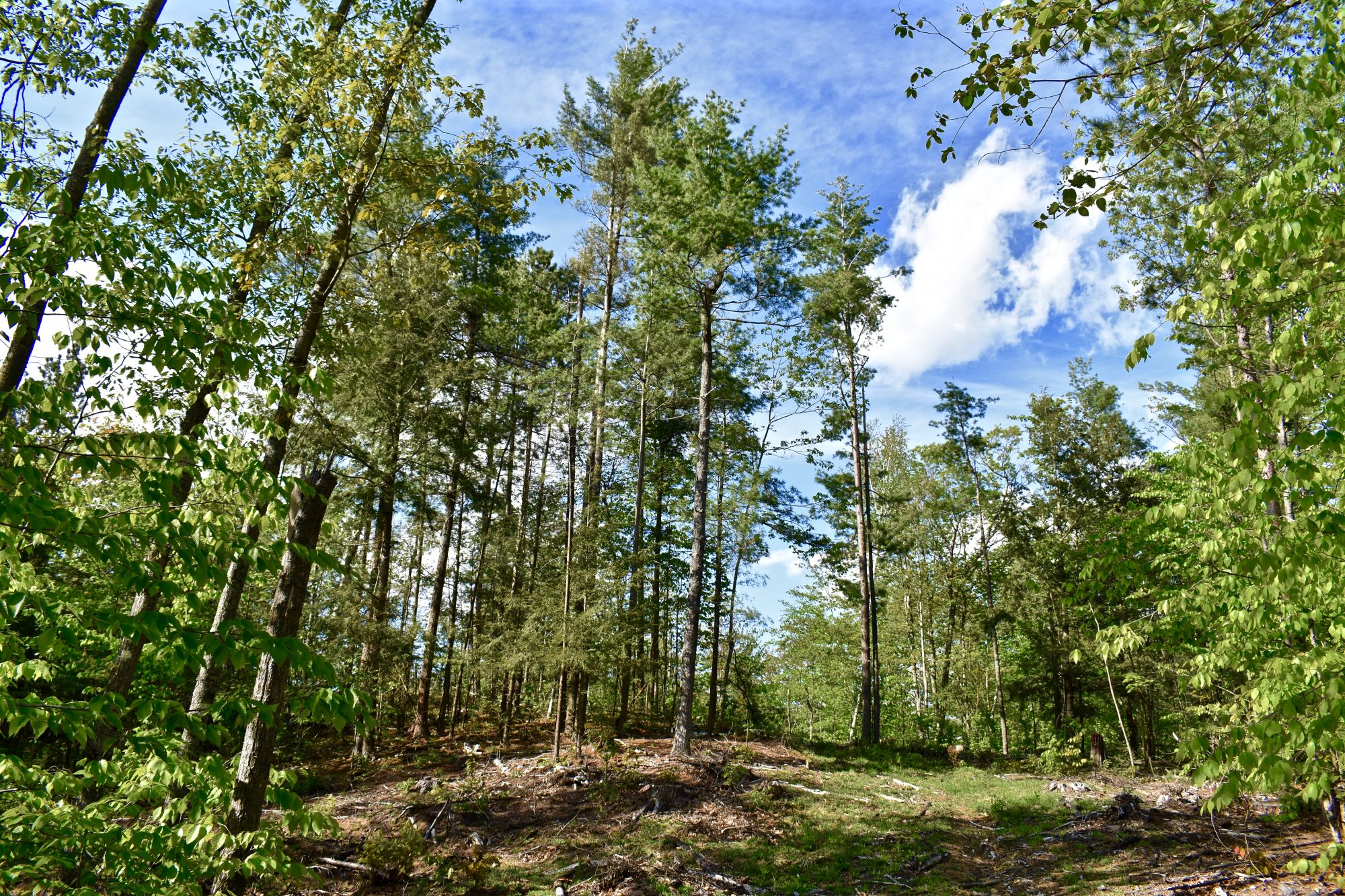 290 Acres of Adirondack Mountain Property with Panoramic Views