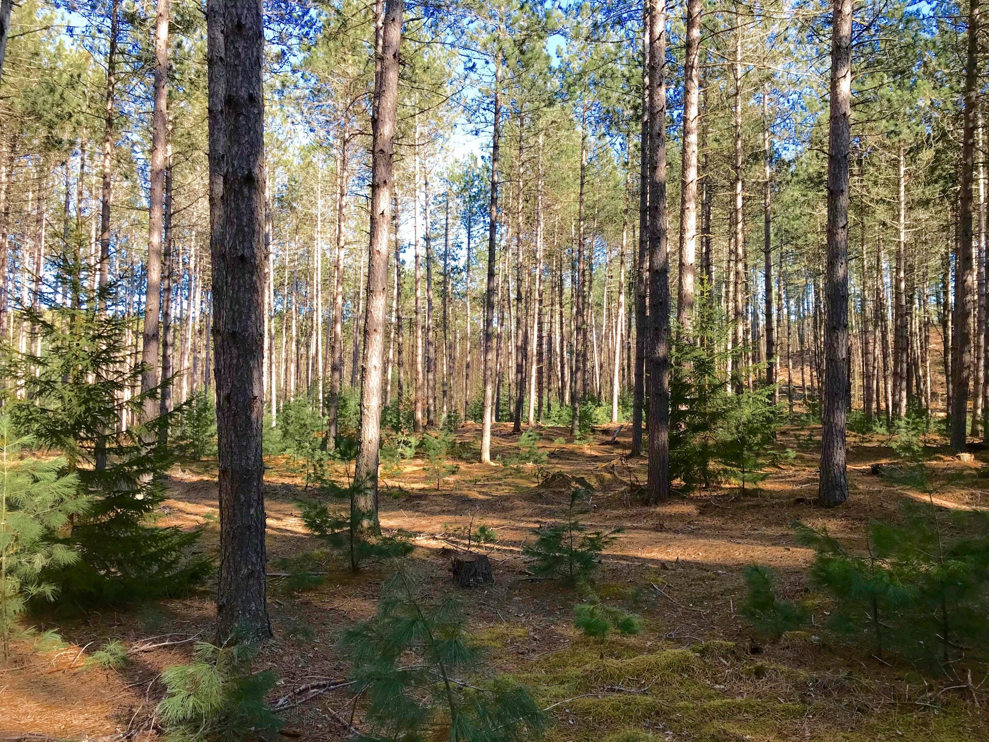 Adirondack Acreage Listings Adirondack Land for Sale