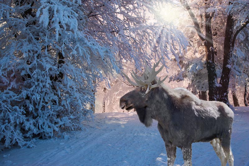 Moose in the snow