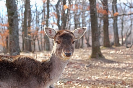 Curious deer