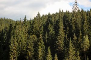 Forest of conifers