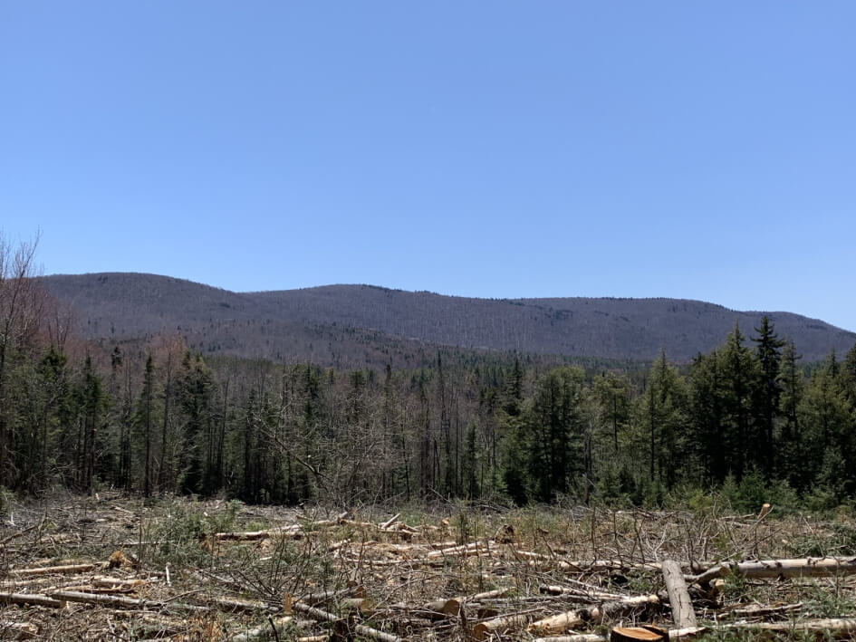 Adirondack Acreage Listings Adirondack Land for Sale