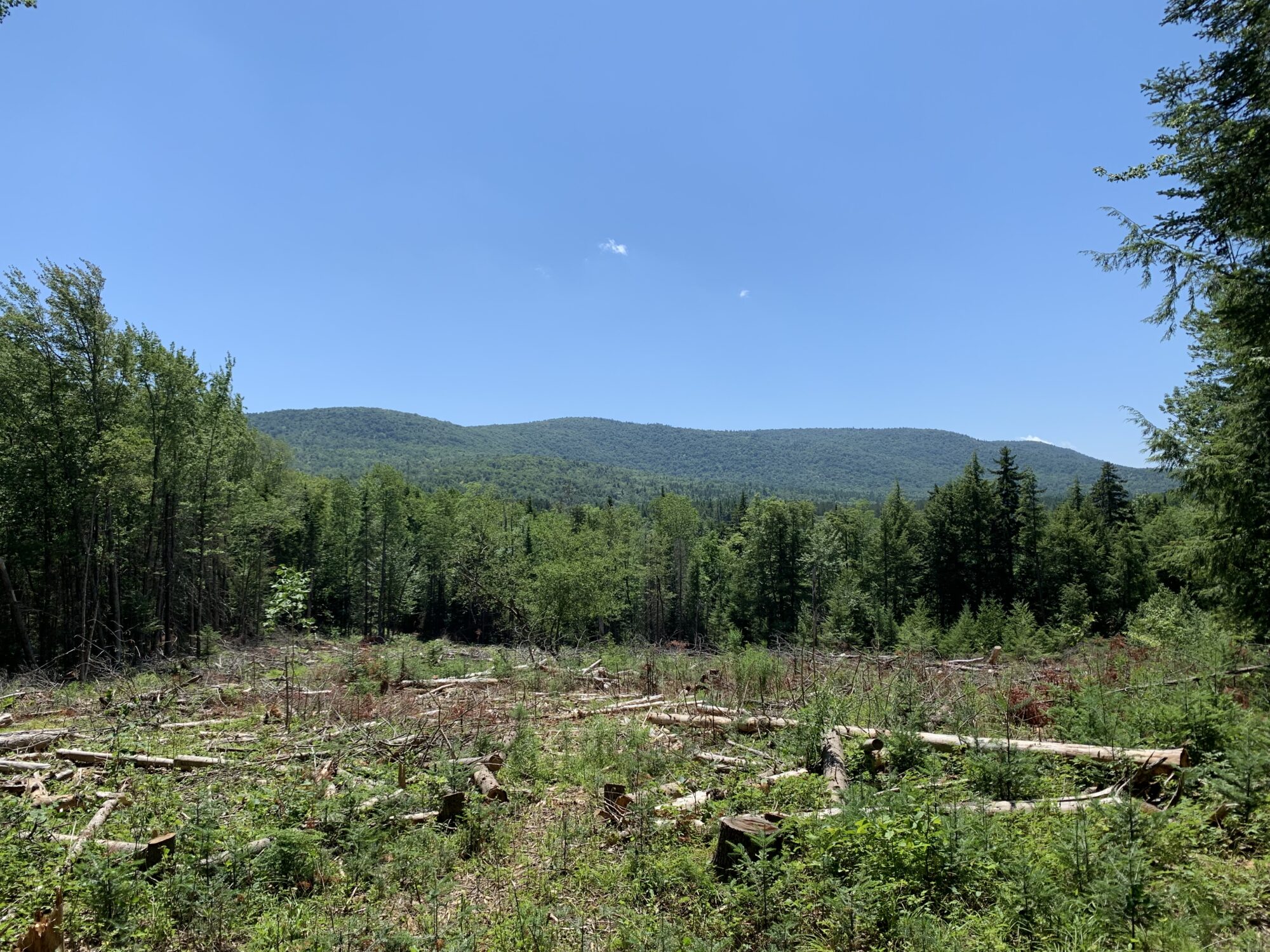 tree cleared Adirondack lot for sale