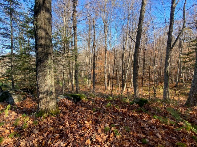 bare trees in woods during fall