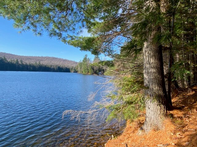 lake shoreline lined by trees and dried pine needles